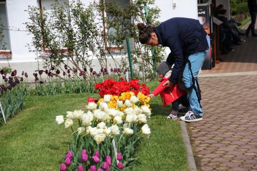 Imagini superbe din "ORAŞUL LALELELOR" din România. 123 de soiuri de lalele, în premieră la Grădina Botanică din Cluj 256942