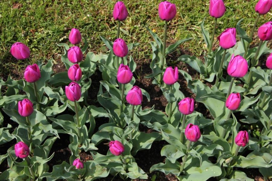 Imagini superbe din "ORAŞUL LALELELOR" din România. 123 de soiuri de lalele, în premieră la Grădina Botanică din Cluj 256943