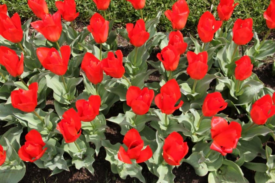 Imagini superbe din "ORAŞUL LALELELOR" din România. 123 de soiuri de lalele, în premieră la Grădina Botanică din Cluj 256944