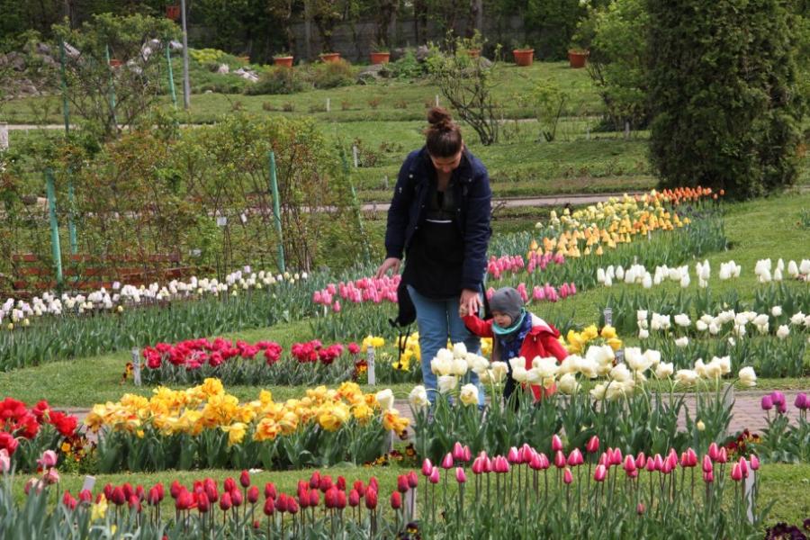 Imagini superbe din "ORAŞUL LALELELOR" din România. 123 de soiuri de lalele, în premieră la Grădina Botanică din Cluj 256945
