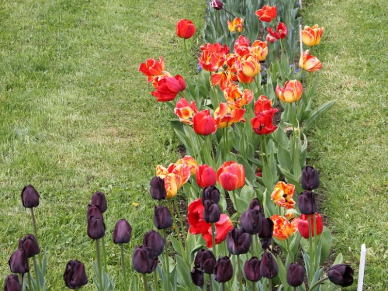 Imagini superbe din "ORAŞUL LALELELOR" din România. 123 de soiuri de lalele, în premieră la Grădina Botanică din Cluj 256946