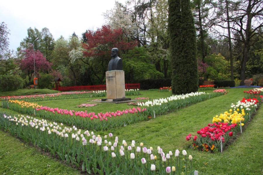 Imagini superbe din "ORAŞUL LALELELOR" din România. 123 de soiuri de lalele, în premieră la Grădina Botanică din Cluj 256947