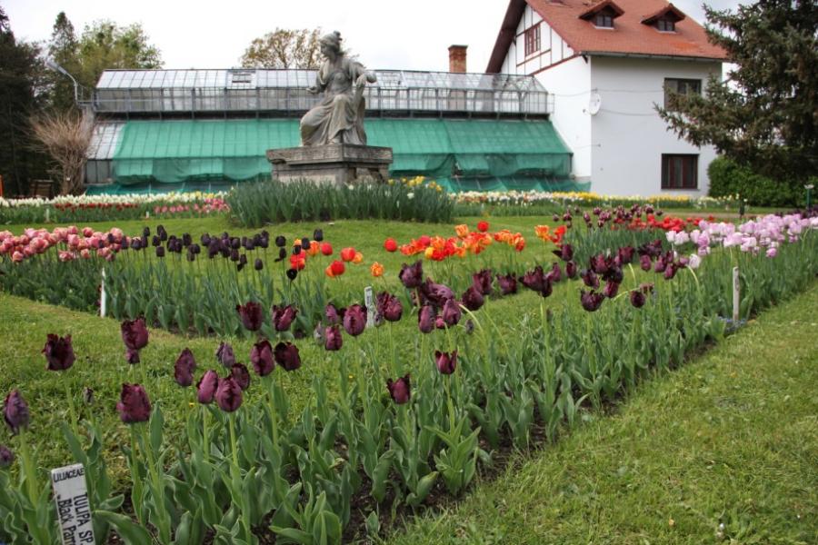 Imagini superbe din "ORAŞUL LALELELOR" din România. 123 de soiuri de lalele, în premieră la Grădina Botanică din Cluj 256948