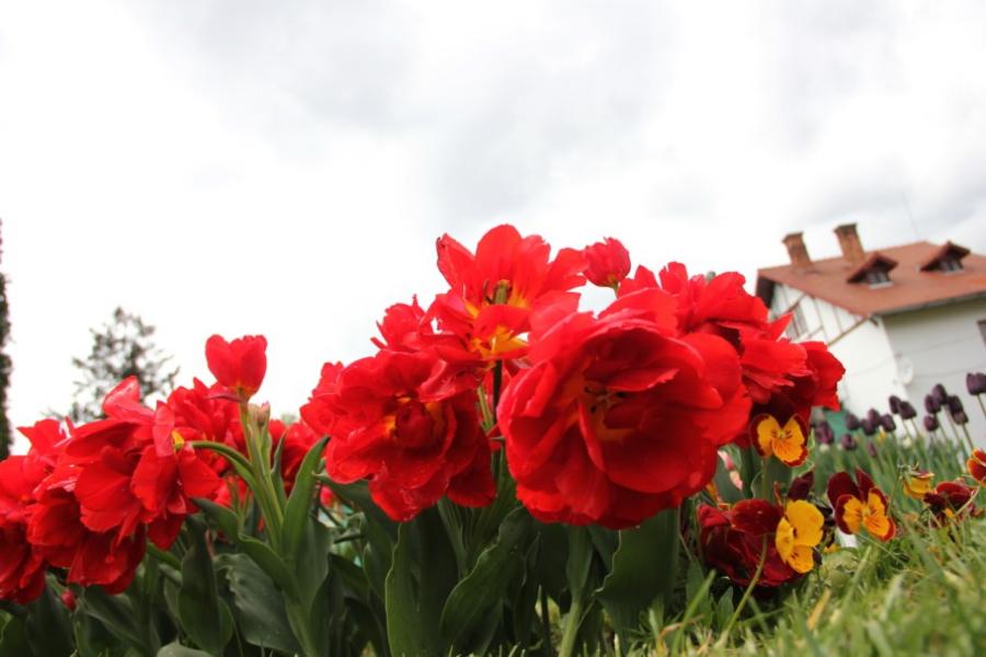 Imagini superbe din "ORAŞUL LALELELOR" din România. 123 de soiuri de lalele, în premieră la Grădina Botanică din Cluj 256951