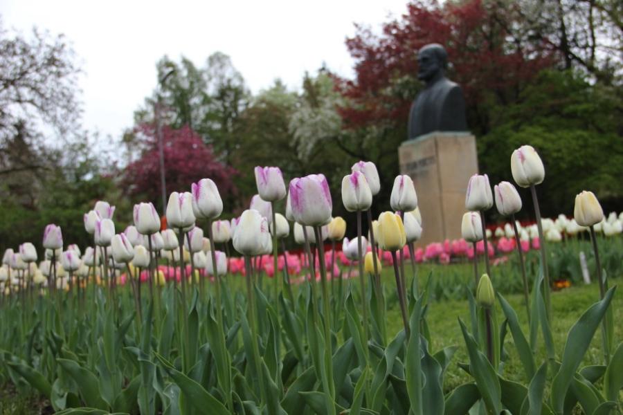 Imagini superbe din "ORAŞUL LALELELOR" din România. 123 de soiuri de lalele, în premieră la Grădina Botanică din Cluj 256952