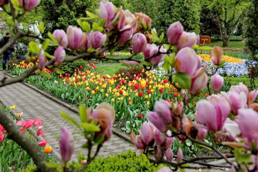 Imagini superbe din "ORAŞUL LALELELOR" din România. 123 de soiuri de lalele, în premieră la Grădina Botanică din Cluj 256954