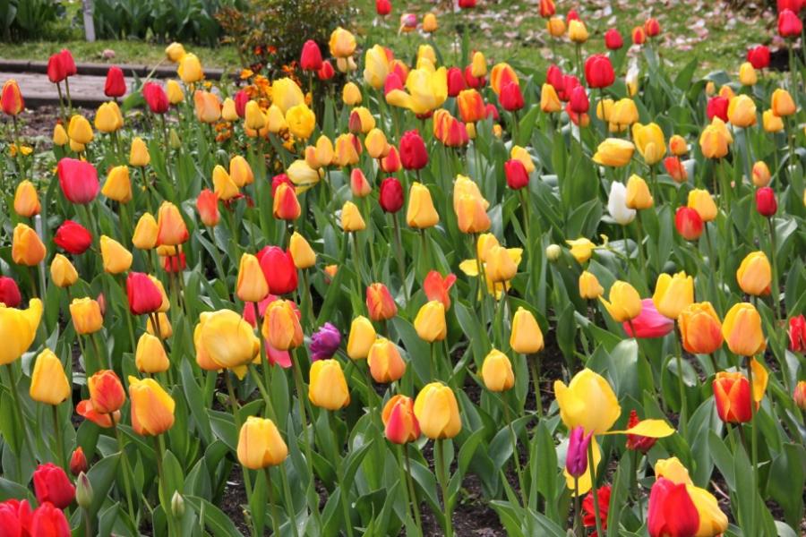 Imagini superbe din "ORAŞUL LALELELOR" din România. 123 de soiuri de lalele, în premieră la Grădina Botanică din Cluj 256955