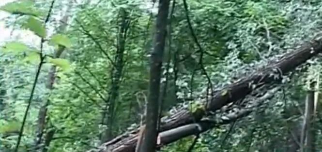 O pădure din Caraş-Severin a fost făcută praf de nişte hoţi care vroiau să fure iedera de pe copaci