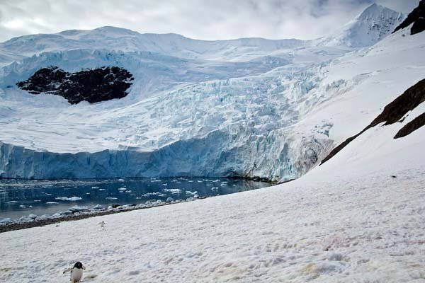 Plecase în Antarctica pentru a surprinde un gheţar, dar nu se aştepta să fotografieze asta: &quot;Se apropia nestingherit de mine&quot;