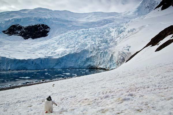 Plecase în Antarctica pentru a surprinde un gheţar, dar nu se aştepta să fotografieze asta: "Se apropia nestingherit de mine" 256984