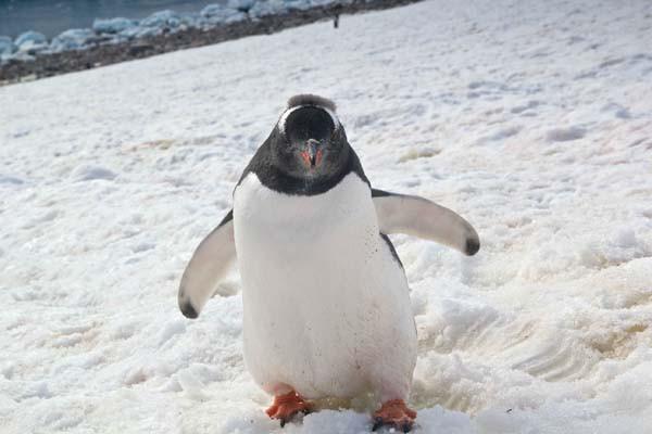 Plecase în Antarctica pentru a surprinde un gheţar, dar nu se aştepta să fotografieze asta: "Se apropia nestingherit de mine" 256986