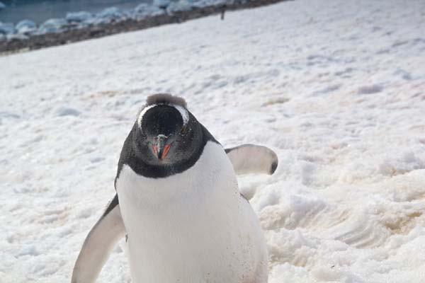 Plecase în Antarctica pentru a surprinde un gheţar, dar nu se aştepta să fotografieze asta: "Se apropia nestingherit de mine" 256987