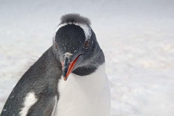 Plecase în Antarctica pentru a surprinde un gheţar, dar nu se aştepta să fotografieze asta: "Se apropia nestingherit de mine" 256989