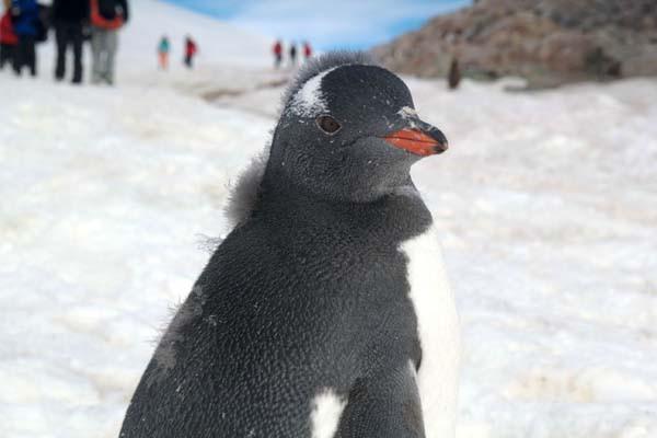 Plecase în Antarctica pentru a surprinde un gheţar, dar nu se aştepta să fotografieze asta: "Se apropia nestingherit de mine" 256990
