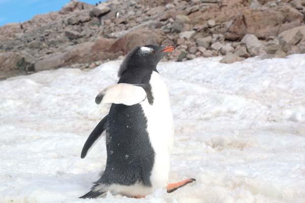 Plecase în Antarctica pentru a surprinde un gheţar, dar nu se aştepta să fotografieze asta: "Se apropia nestingherit de mine" 256991