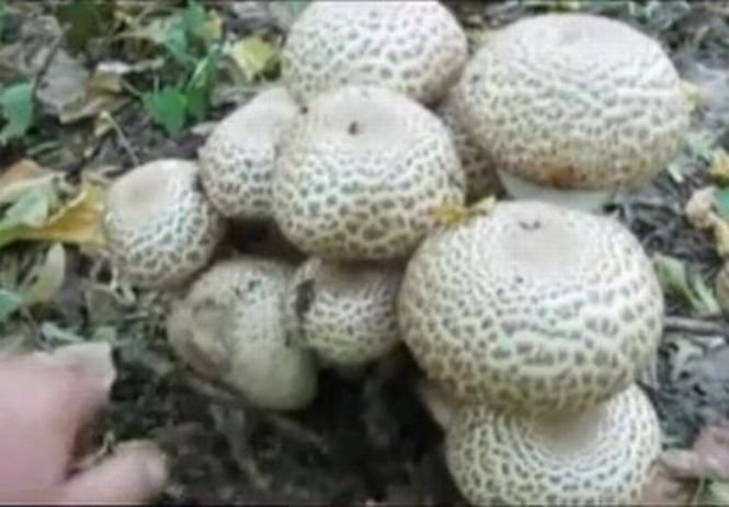 Atenţie mare la ciuperci! Patru copii din Maramureş au ajuns la spital după ce s-au intoxicat cu ciuperci