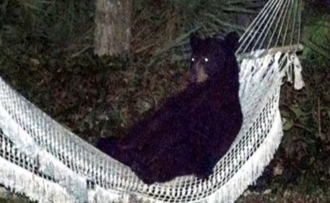 Obosit de atâta cotrobăială, un urs s-a relaxat în hamacul din spatele casei