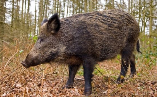 Porcii mistreţi îşi fac de cap în comuna Brazi din Prahova. Au devenit un pericol pentru zeci de familii
