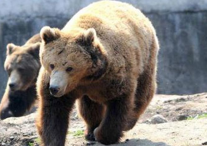 Zeci de turişti speriaţi au sunat astăzi la 112. O ursoaică şi doi pui s-au plimbat pe aleile castelului Peleş
