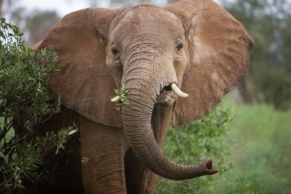Elefantul african, o specie pe cale de dispariţie? Zeci de mii de exemplare sunt ucise anual
