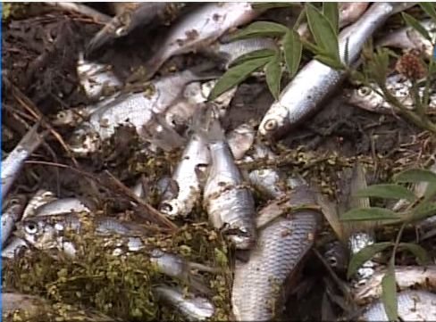 Mii de peşti MORŢI au fost căraţi cu sacoşele de localnicii din Braniştea