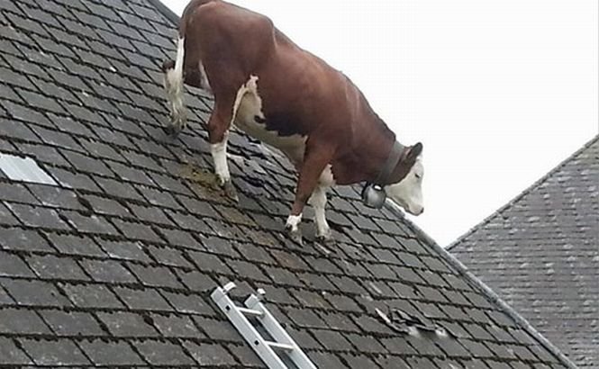 Cel mai ciudat lucru văzut AZI! O vacă a rămas blocată pe un acoperiş, dar nu se ştie cum a ajuns acolo