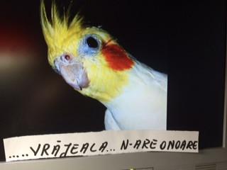 "Nu mai vreau să fii preşedintele ţării mele. Mi-e ruşine cu tine". IMAGINI şi MESAJE trimise pe banipentrubasescu@antena3.ro 264513