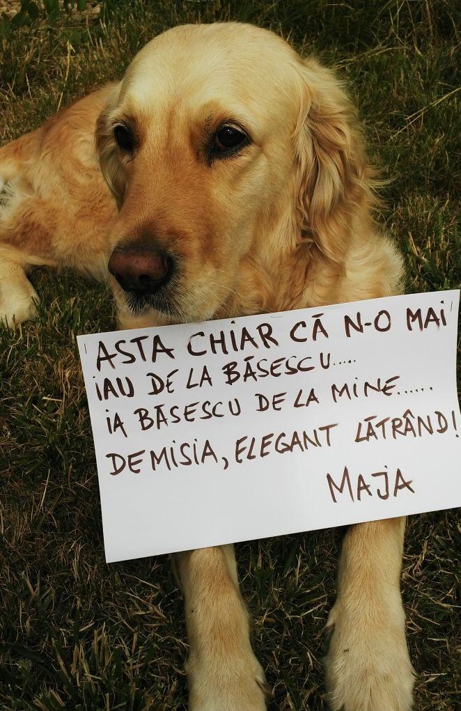 "Nu mai vreau să fii preşedintele ţării mele. Mi-e ruşine cu tine". IMAGINI şi MESAJE trimise pe banipentrubasescu@antena3.ro 264523