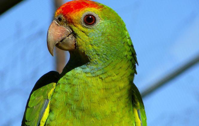 O femeie care a vândut un papagal, cercetată de Poliţie, pentru că pasărea este mută