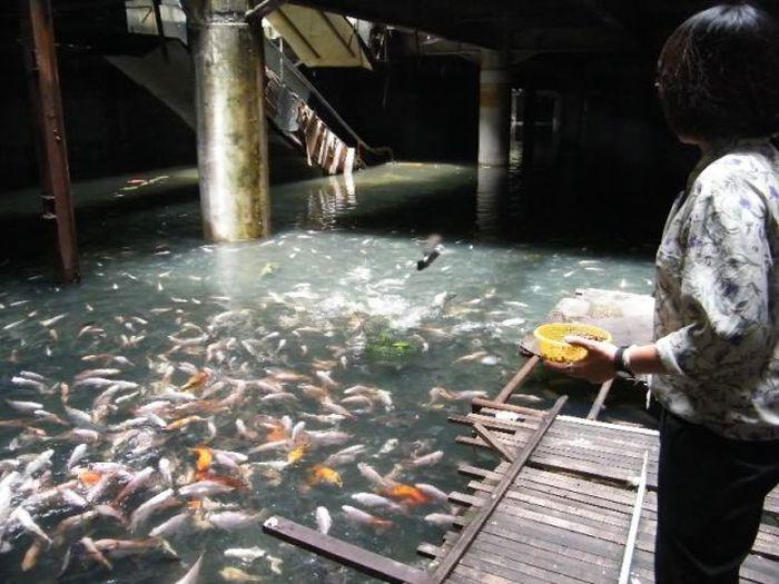 Blestemul celui mai luxos mall. Acum este o ruină, după ce a fost incendiat şi inundat 266101