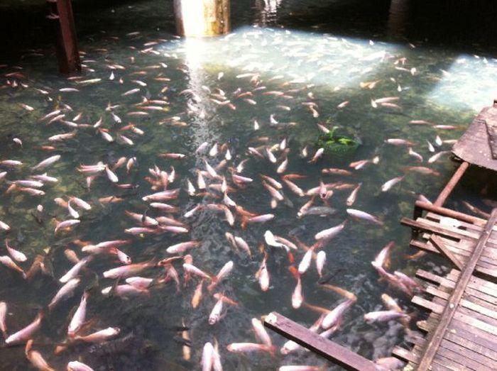 Blestemul celui mai luxos mall. Acum este o ruină, după ce a fost incendiat şi inundat 266102