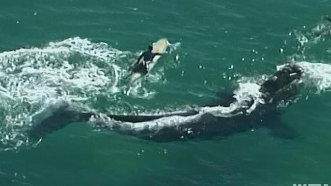 Întâlnire de gradul 3 la câţiva metri de mal. Mai mulţi surferi au dat nas în nas cu o balenă. Imaginile, filmate din elicopter 266059