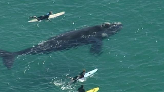 Întâlnire de gradul 3 la câţiva metri de mal. Mai mulţi surferi au dat nas în nas cu o balenă. Imaginile, filmate din elicopter 266060