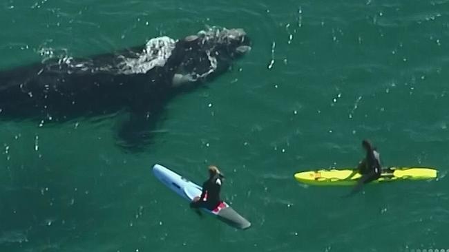 Întâlnire de gradul 3 la câţiva metri de mal. Mai mulţi surferi au dat nas în nas cu o balenă. Imaginile, filmate din elicopter 266062