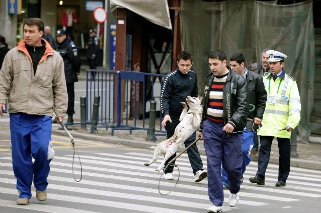 Scandal terminat la secţia de poliţie între hingheri şi iubitorii de animale. &quot;Criminalilor! Aveţi câini în maşină, criminalilor&quot;, au strigat iubitorii de animale