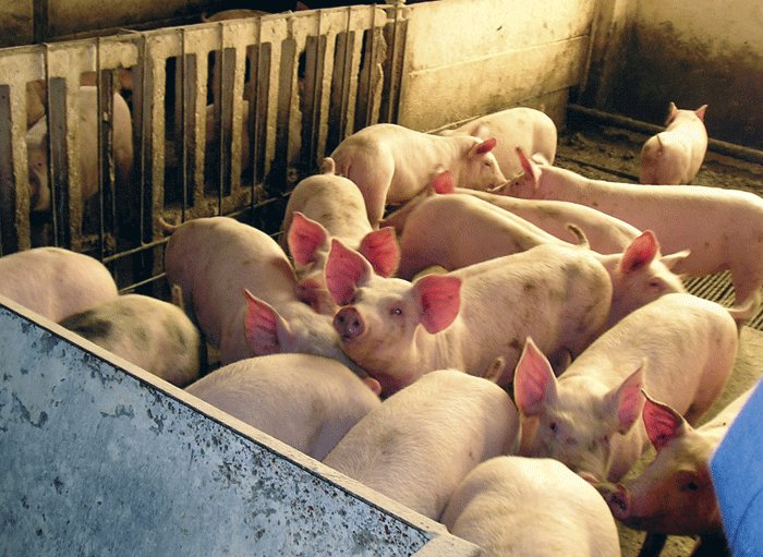 Elveţia interzice importurile de porci din România. Au fost depistate cazuri de febră porcină africană