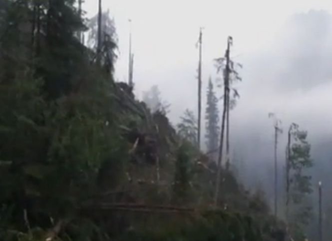 Imagini apocaliptice la Suceava! O furtună violentă a doborât o pădure întreagă