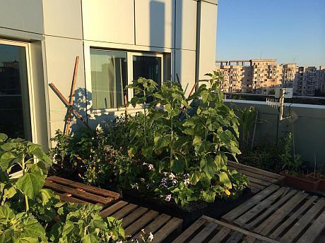 Proiectul uimitor care poate schimba la faţă Bucureştiul. Grădina urbană, pe acoperişul unui bloc din mijlocul Capitalei 269033