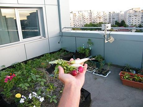 Proiectul uimitor care poate schimba la faţă Bucureştiul. Grădina urbană, pe acoperişul unui bloc din mijlocul Capitalei 269034