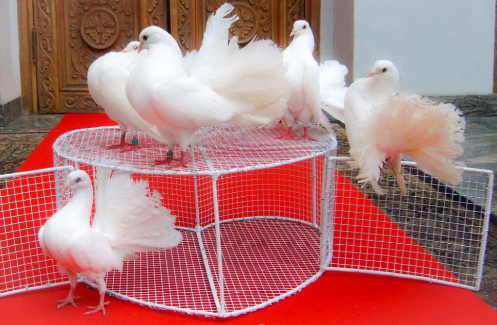 (P) Aranjamente florale, decoratiuni si sfaturi utile pentru o nunta de vis! 269680