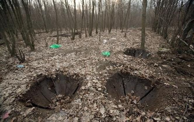 Peste 360.000 de hectare de pădure, tăiate ilegal în România. Paguba, 5 miliarde euro