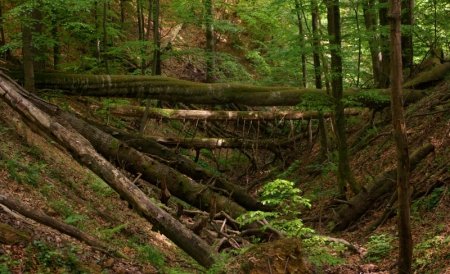 Over 360,000 hectares of forest illegally cut in Romania. Damage, 5 billion