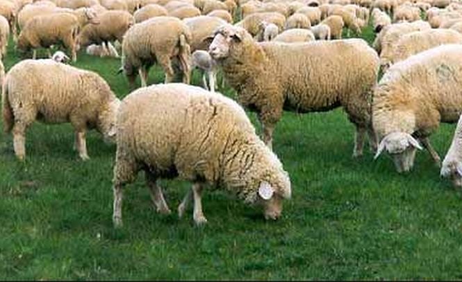 O primărie a cheltuit 300.000 de lei pentru un teren de fotbal pe care pasc oile