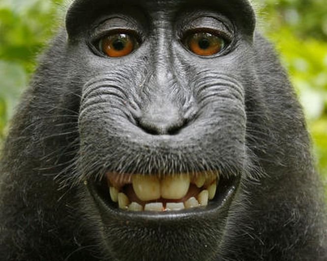 Dispută pe celebrul selfie cu maimuţa. Cine deţine fotografia, când macacul se pozează singur