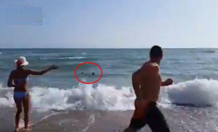 PANICĂ pe o plajă de lângă Roma: Un rechin albastru înfometat le-a dat târcoale turiştilor