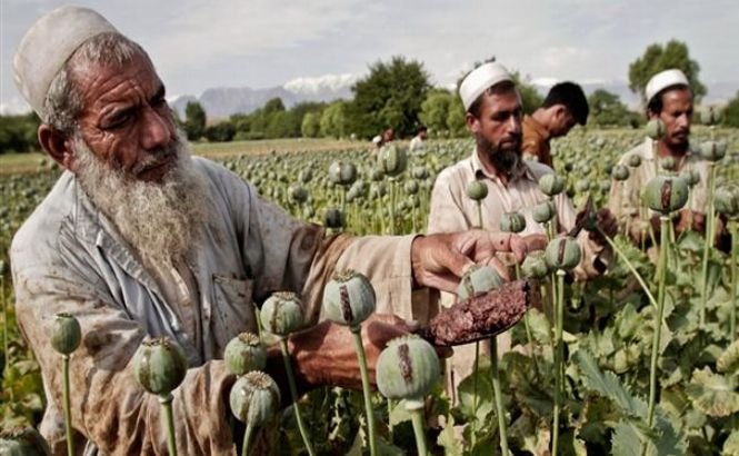 Producţia de heroină din Afganistan va atinge un prag record în 2014