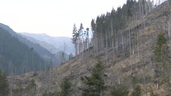 Reîmpăduririle au scăzut la mai puţin de jumătate faţă de 1990, tăierile au crescut cu peste 14%
