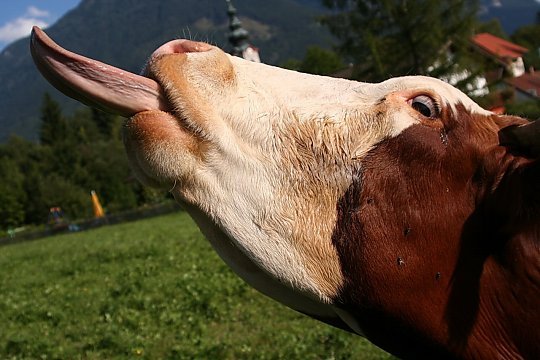 Autorităţile sanitar-veterinare din România sunt în ALERTĂ. &quot;Boala limbii albastre&quot; ucide bovinele din Buzău