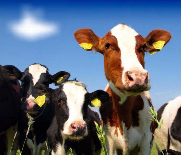 Guvernul a convocat Comitetul Naţional pentru Situaţii de Urgenţă, după ce zeci de bovine din Buzău s-au îmbolnăvit de &quot;boala limbii albastre&quot;