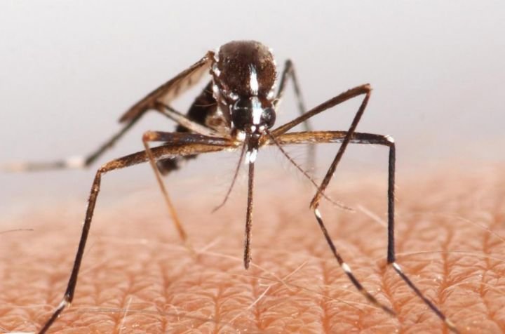 Trei cazuri de febră dengue, pentru prima dată în 70 de ani, la Tokyo 
